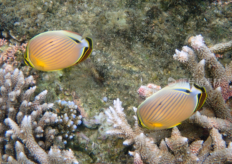 甜瓜蝴蝶鱼（Chaetodon trifasciatus）